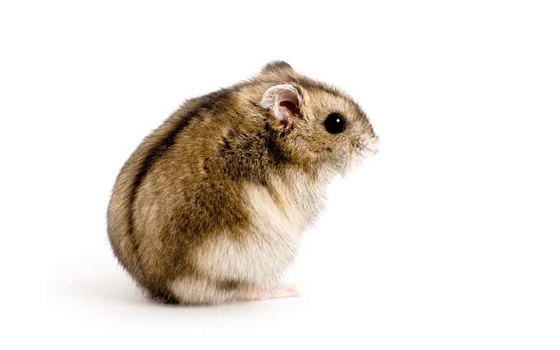 faq-dwarf-hamster