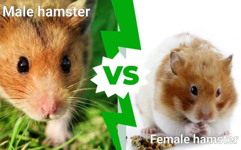 male-and-female-hamster-difference-12-facts-1