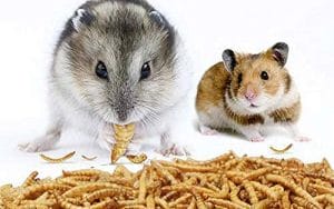 can-hamsters-eat-live-mealworms
