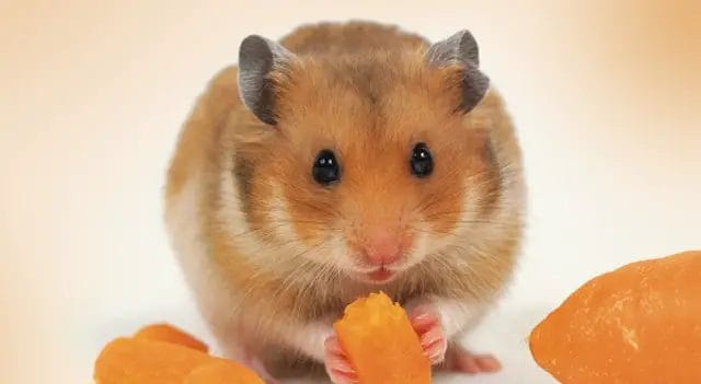 How Much Mango Can You Give a Hamster?