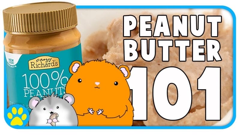 Can Hamsters Eat Peanut Butter? What's The Truth & Benefits for Hamsters