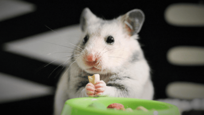 Risk of feeding Lemon Balm to hamster
