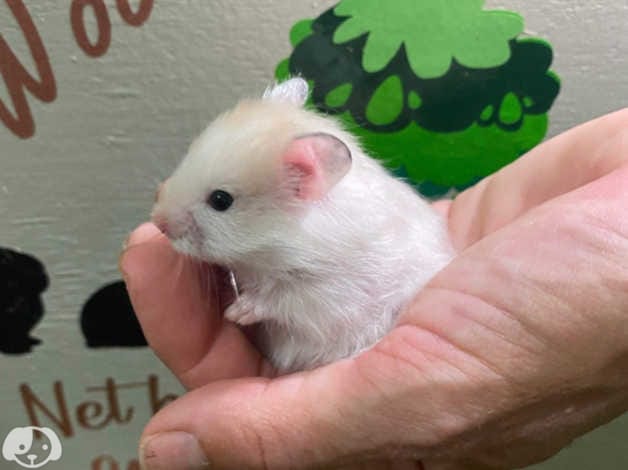 How Much Peppermint Can You Give a Hamster?