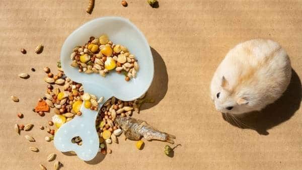 Can Hamsters Eat Cornflakes? A Sweet Temptation for Hamsters