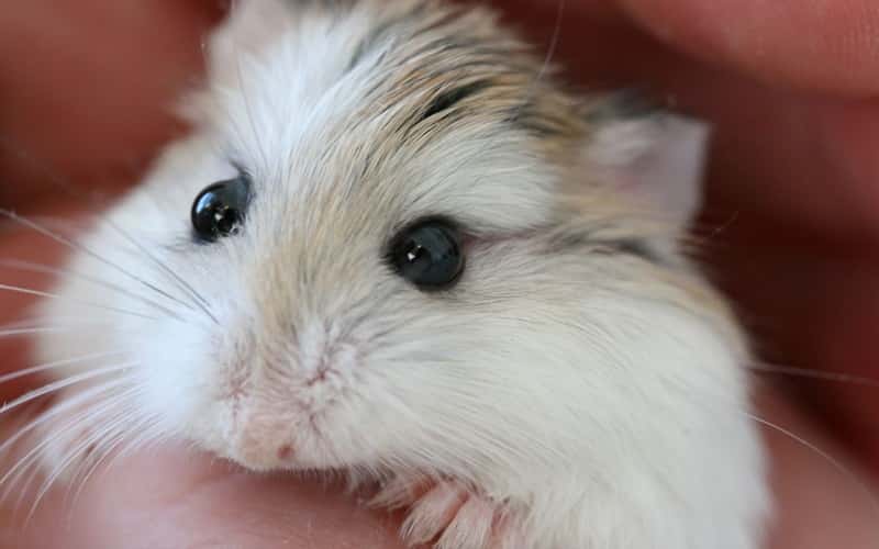 all-about-hamster-roborovski-20-facts-1