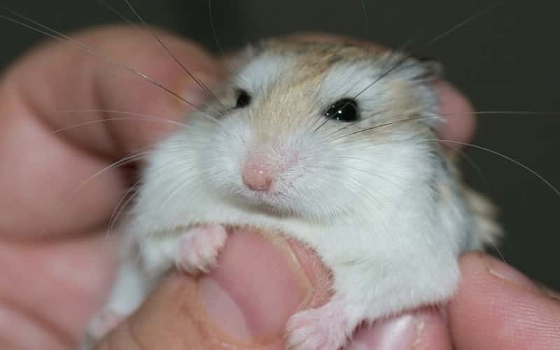 all-about-hamster-roborovski-20-facts-3