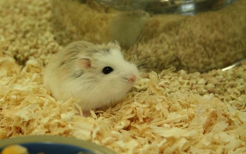 all-about-hamster-roborovski-20-facts