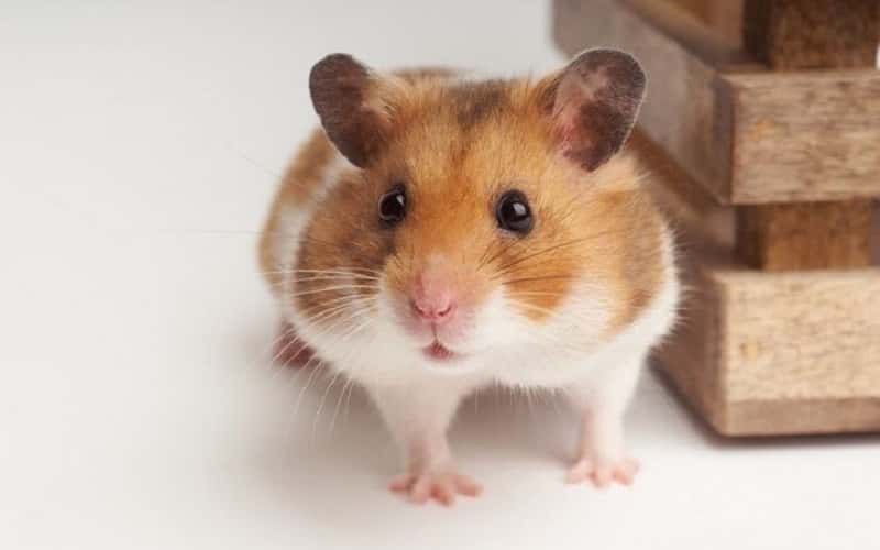 all-about-syrian-hamsters-23-facts-2