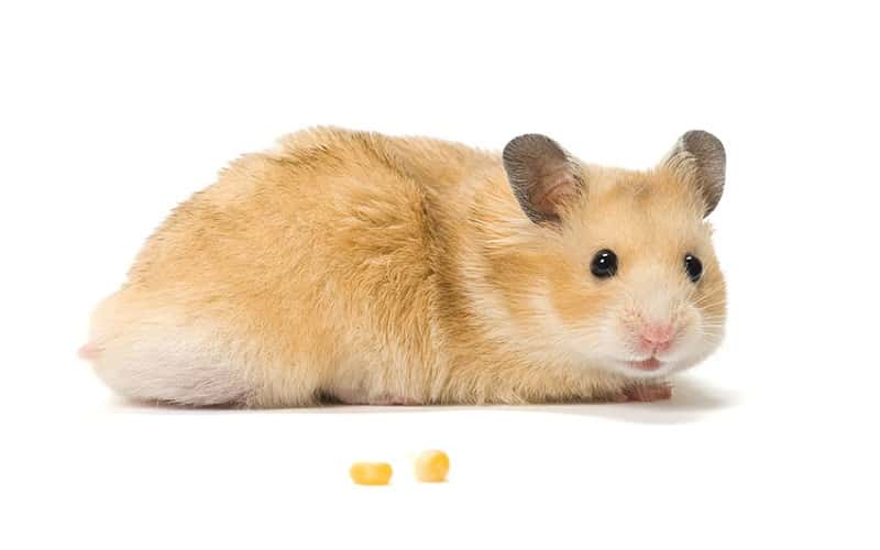 all-about-syrian-hamsters-23-facts-3