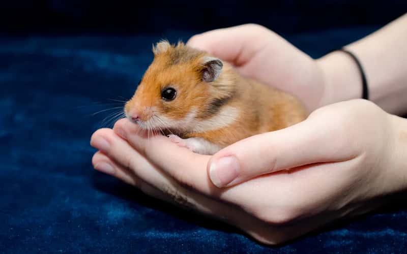 all-about-syrian-hamsters-23-facts