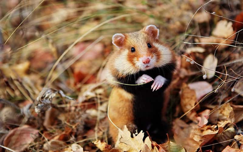 all-about-wild-hamster-20-things-you-should-know-2