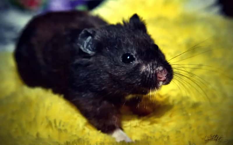 black-syrian-hamster-20-facts-you-may-want-to-know-2