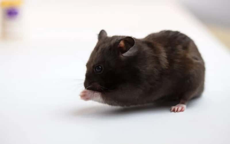 black-syrian-hamster-20-facts-you-may-want-to-know