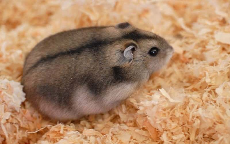 dwarf-hamster-4-things-you-should-know-2