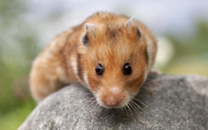 teddy-bear-hamster-20-facts-you-may-want-to-know-1