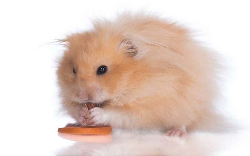 teddy-bear-hamster-20-facts-you-may-want-to-know-2