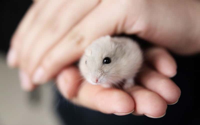 chinese-hamsters-20-things-you-should-know-1
