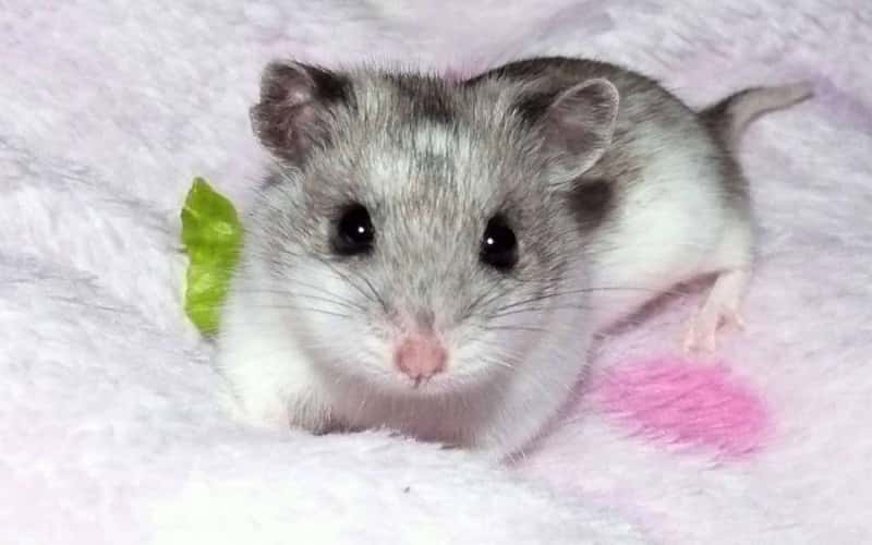 chinese-hamsters-20-things-you-should-know-2