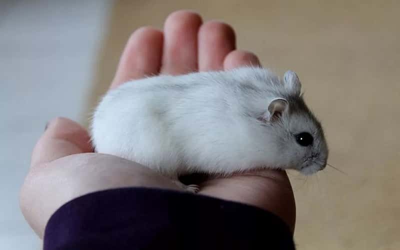 winter-white-hamsters