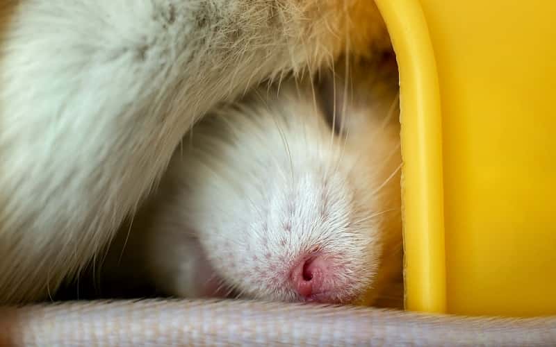 albino-hamster-4-facts-you-need-to-know-1