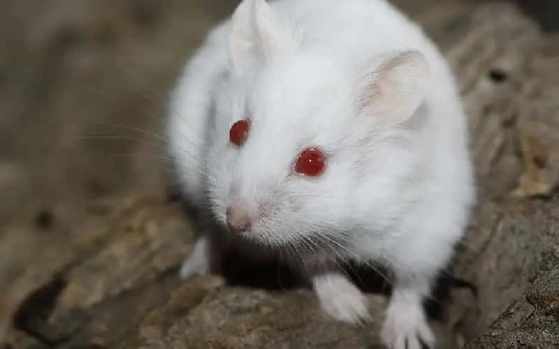 albino-hamster-4-facts-you-need-to-know