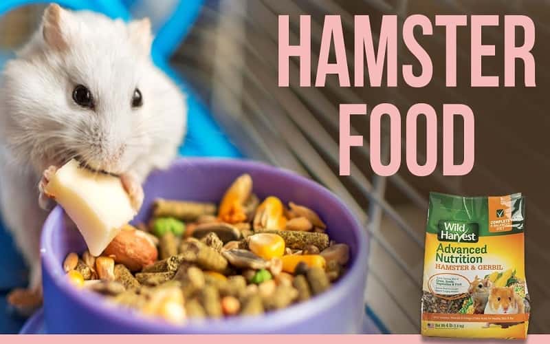 best-hamsters-food-10-things-you-should-know-1