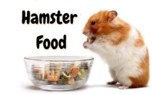 best-hamsters-food-10-things-you-should-know