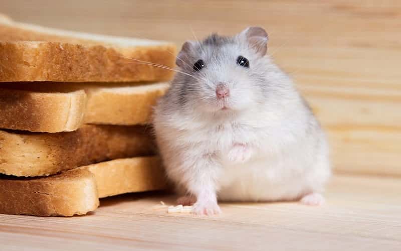 can-hamsters-eat-bread-facts-you-need-to-know-1