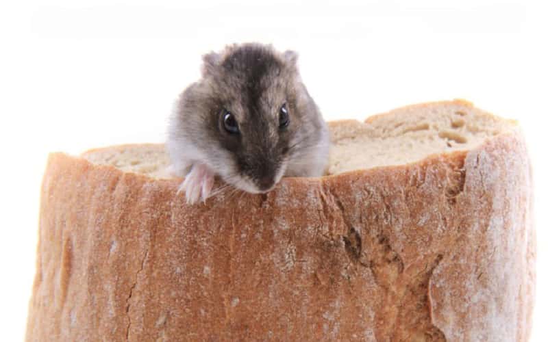 can-hamsters-eat-bread-facts-you-need-to-know-2