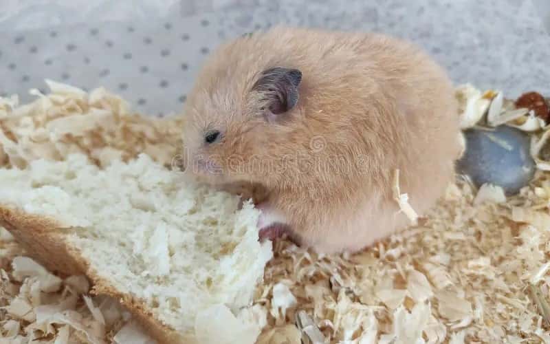 Can Hamsters Eat Bread? Facts You Need To Know!