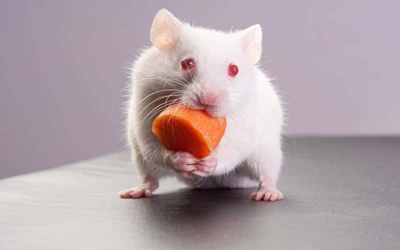 can-hamsters-eat-carrots-facts-should-you-know-1