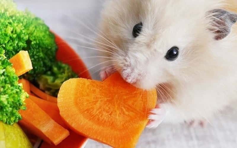 can-hamsters-eat-carrots-facts-should-you-know-2