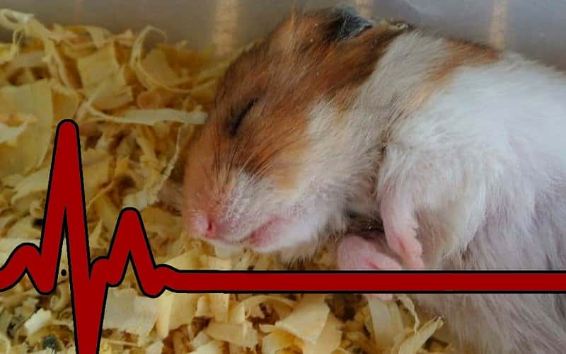 how-to-hamster-died-7-things-you-should-know-1