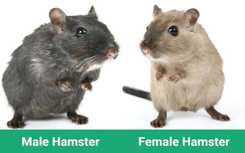 male-and-female-hamster-difference-12-facts