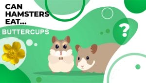 Delicate Beauty: Can Hamsters Eat Buttercups? Navigating Floral Feeding for Your Furry Friend