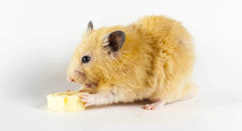 How Much Buttercups Can You Give a Hamster?