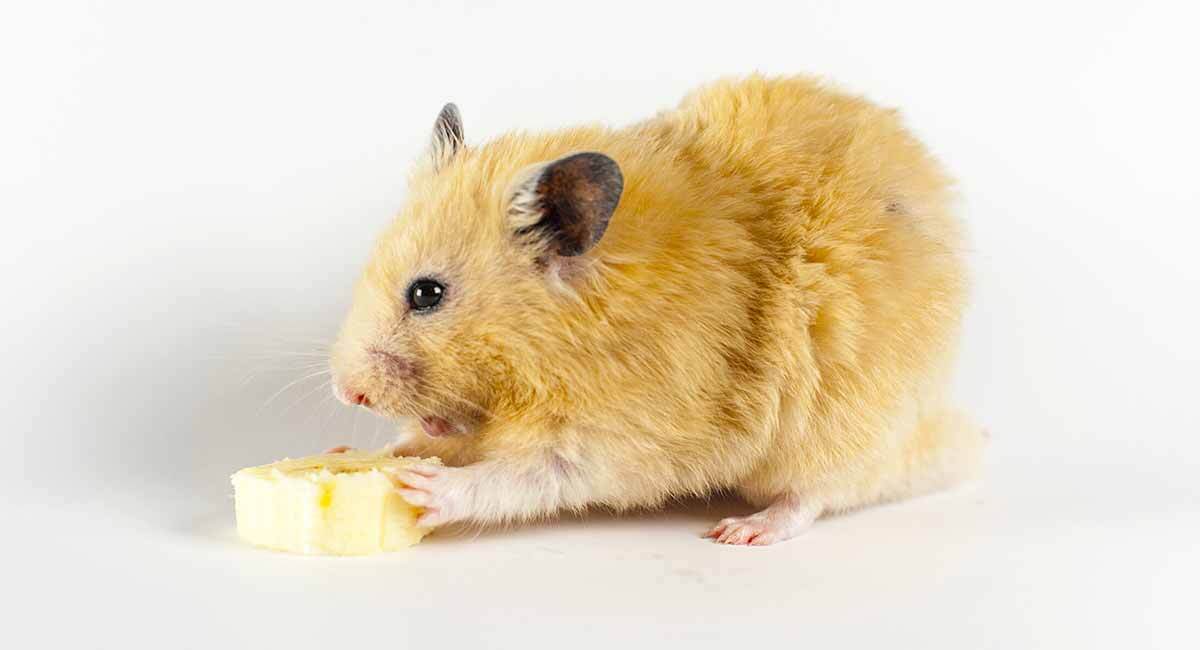 Delicate Beauty: Can Hamsters Eat Buttercups? Navigating Floral Feeding & Health Care Advice for Your Furry Friend