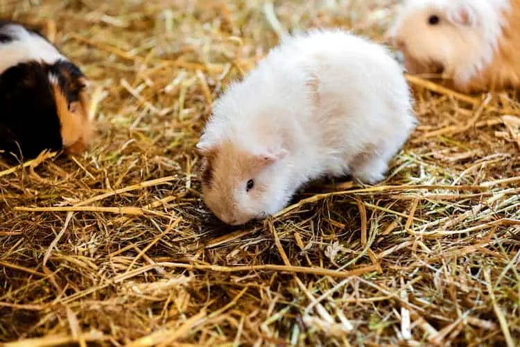 Benefits of Feeding Buttercups to Hamsters
