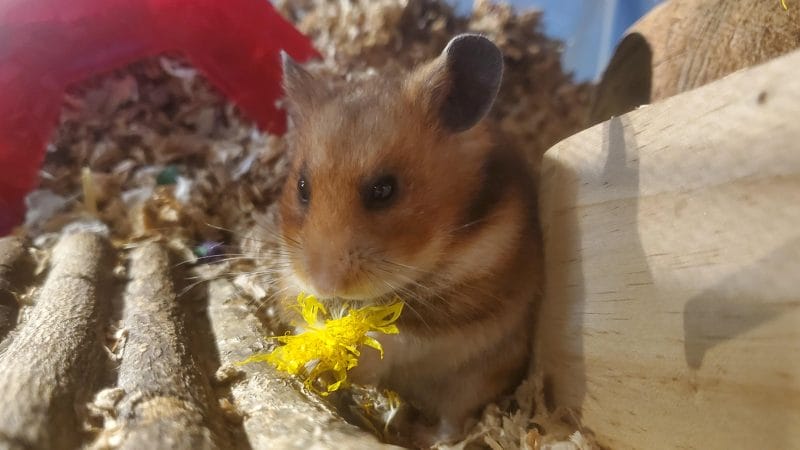 Why Can Hamsters Eat Calendula in Moderation?