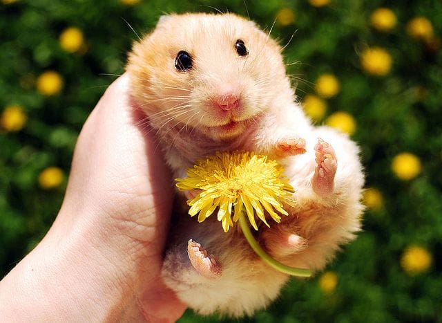 How Much Calendula Can You Give a Hamster?