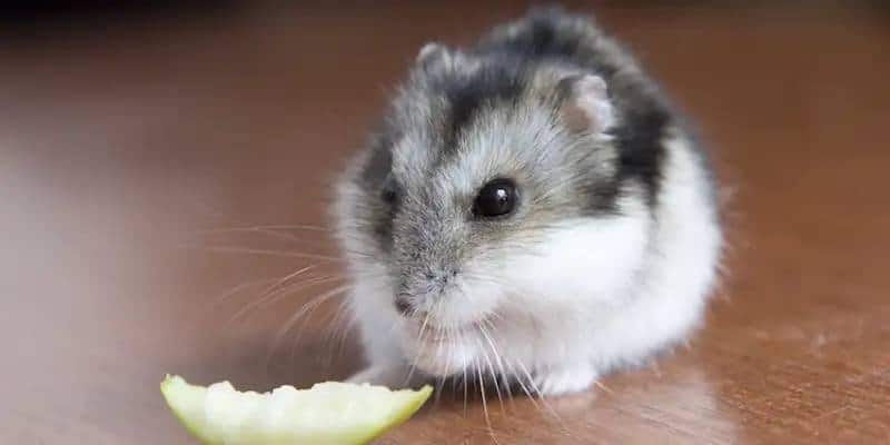 What if Hamsters Eat Too Many Carnations?