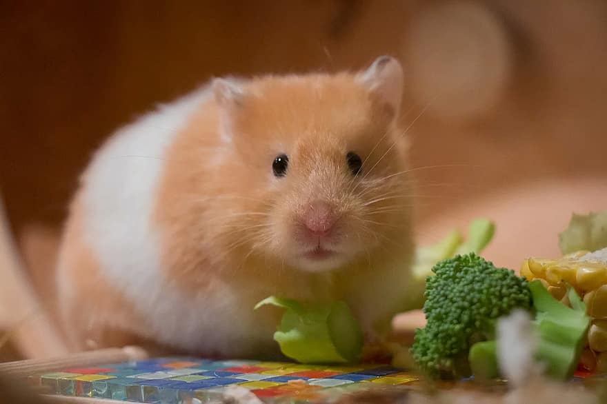 Unveiling the Mystery: Can Hamsters Eat Chives?