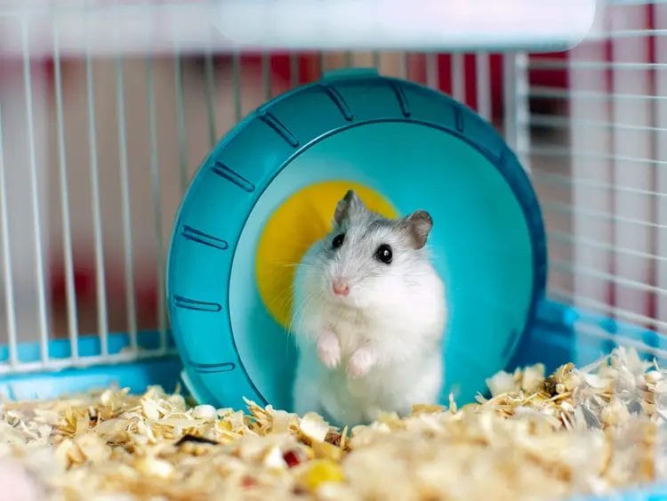 Can Hamsters Eat Chrysanthemum?