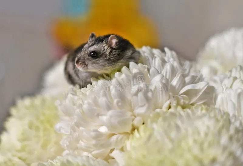 Blooming with Care: Can Hamsters Eat Chrysanthemum?