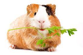 How Much Coriander/Cilantro Can You Give a Hamster?