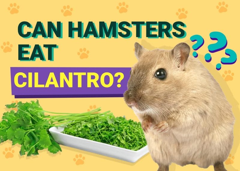 Can Hamsters Eat Cilantro? A Comprehensive Guide