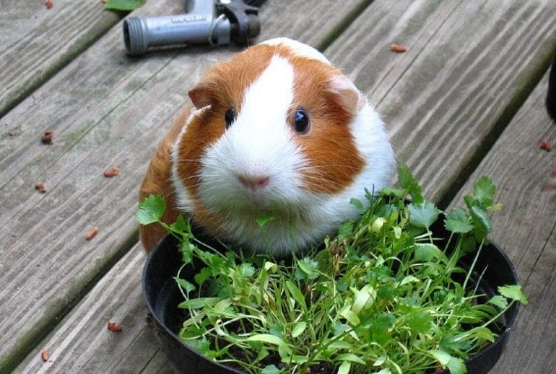 How Much Coriander/Cilantro Can You Give a Hamster?