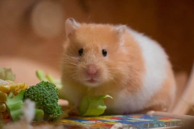 Unveiling the Mystery: Can Hamsters Ear Clover?