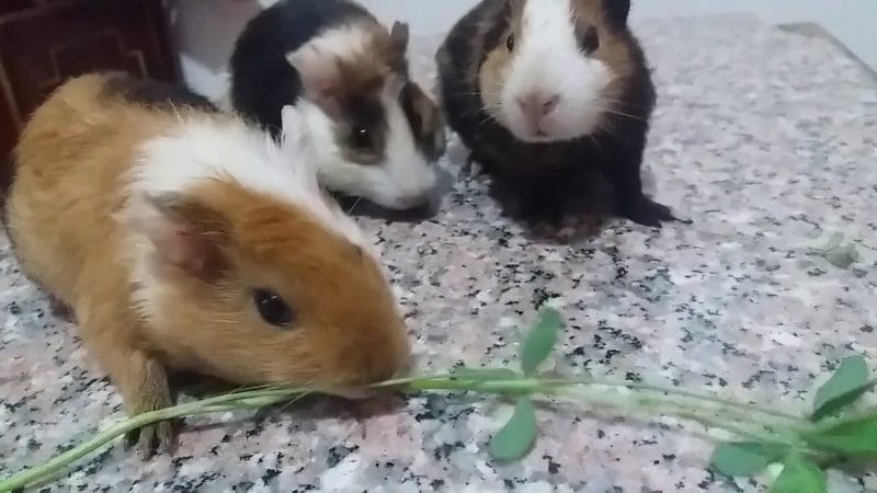 Benefits of Feeding Clover to Hamsters