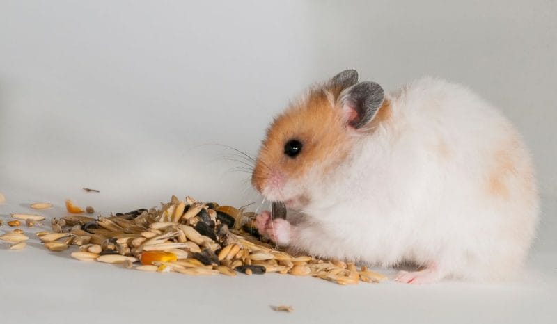 How Much Cornflowers Can You Give a Hamster?